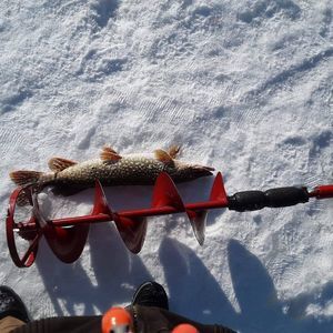 Meet your Posher, Carter